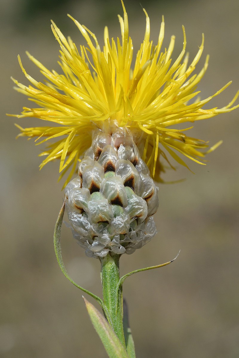 Centaurea pterocaula