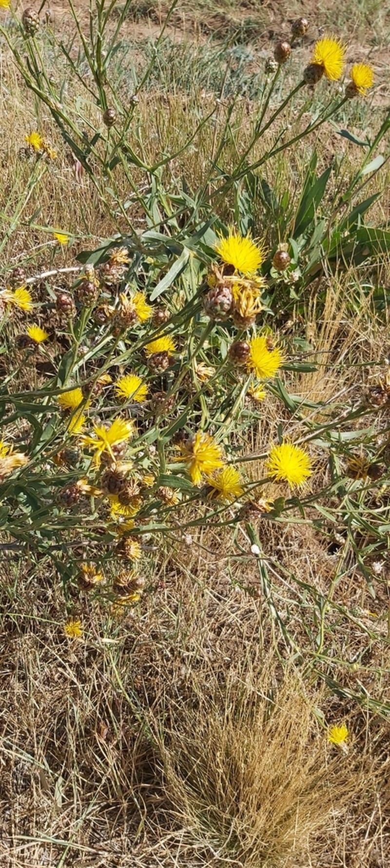 Centaurea pterocaula photo 2