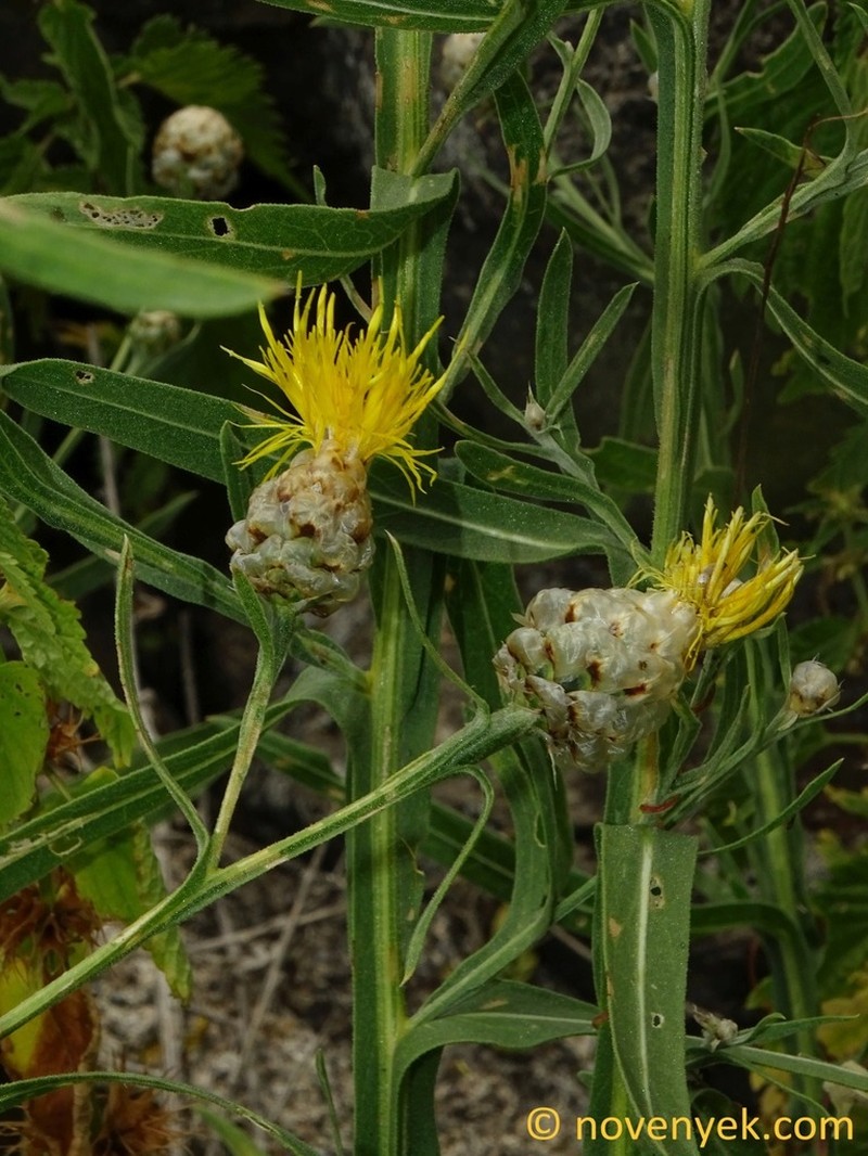 Centaurea pterocaula photo 3