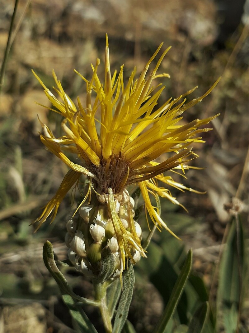 Centaurea pterocaula photo 4