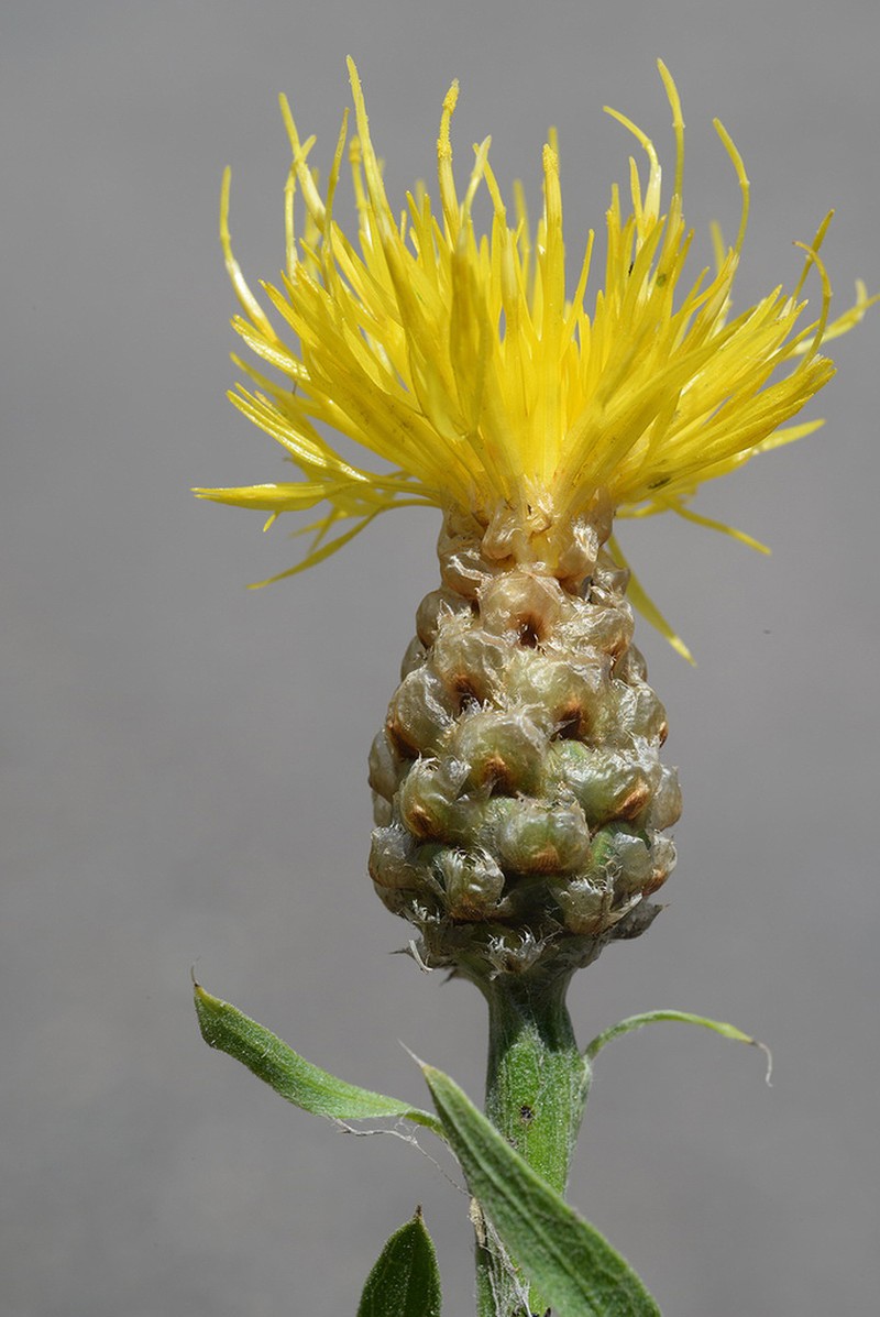Centaurea pterocaula photo 5