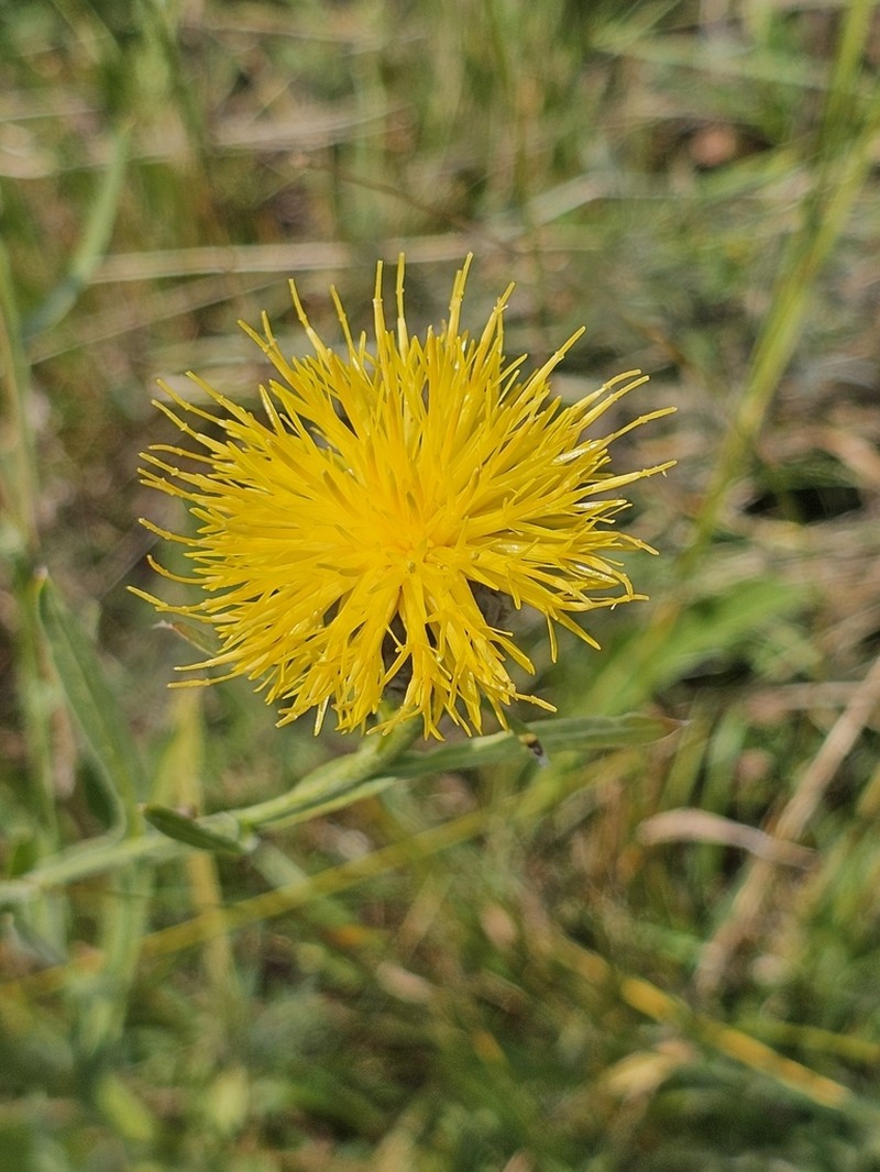 Centaurea pterocaula photo 6