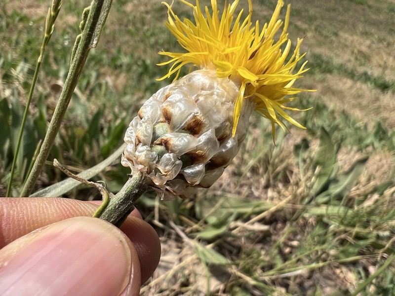 Centaurea pterocaula photo 7
