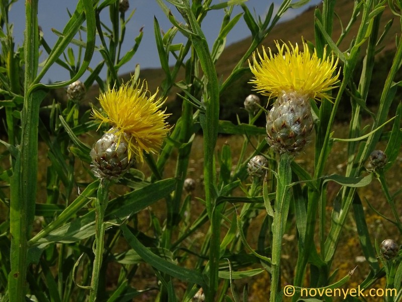 Centaurea pterocaula photo 8