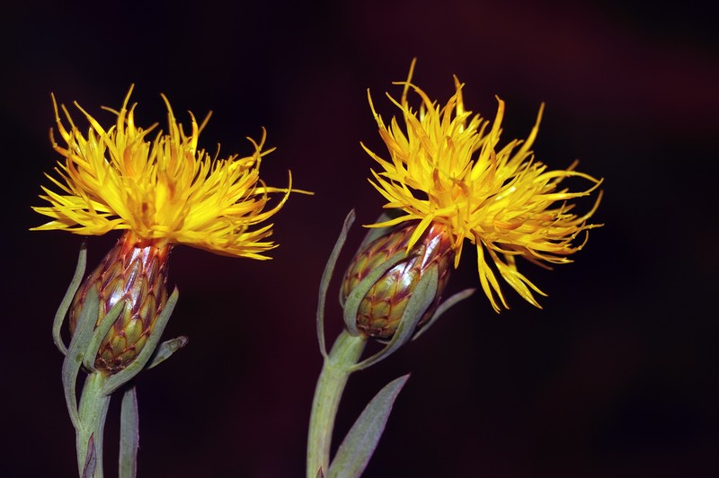 Centaurea ptosimopappa