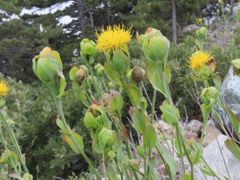Centaurea ptosimopappa photo 2
