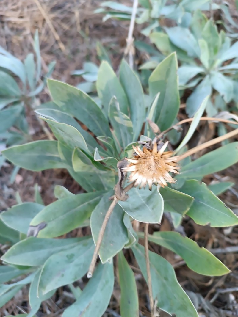 Centaurea ptosimopappa photo 3