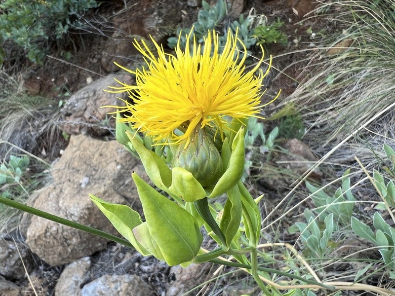 Centaurea ptosimopappa photo 4