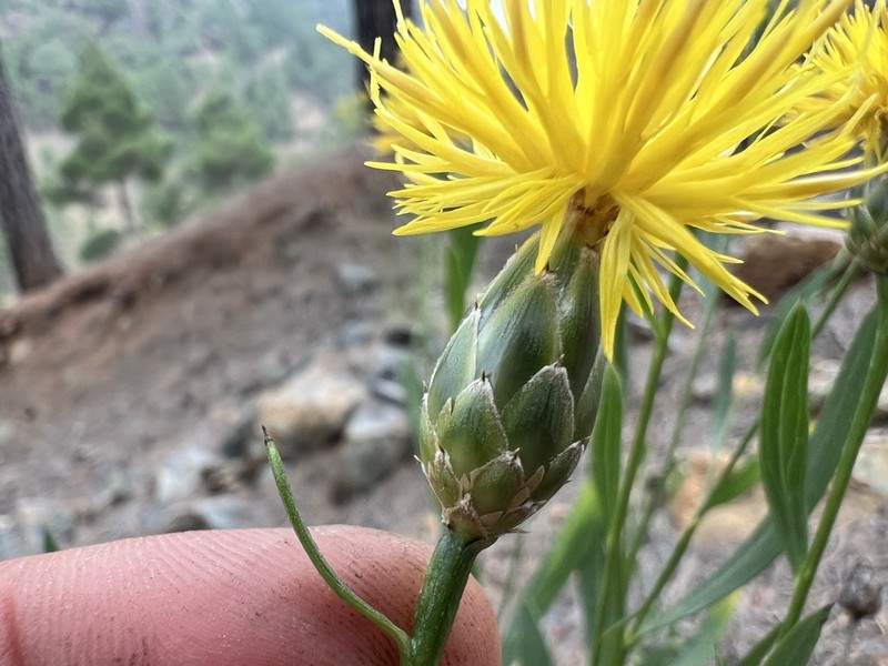 Centaurea ptosimopappoides