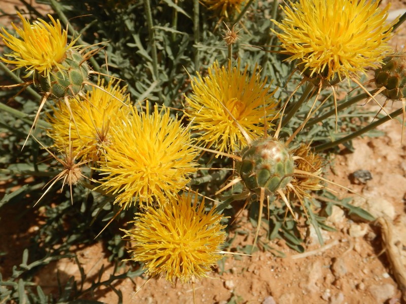 Centaurea pubescens