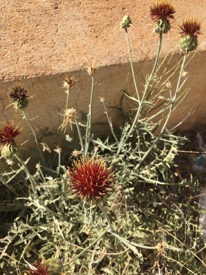 Centaurea pubescens photo 2