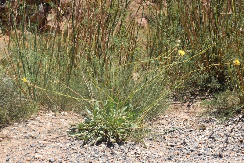 Centaurea pubescens photo 3