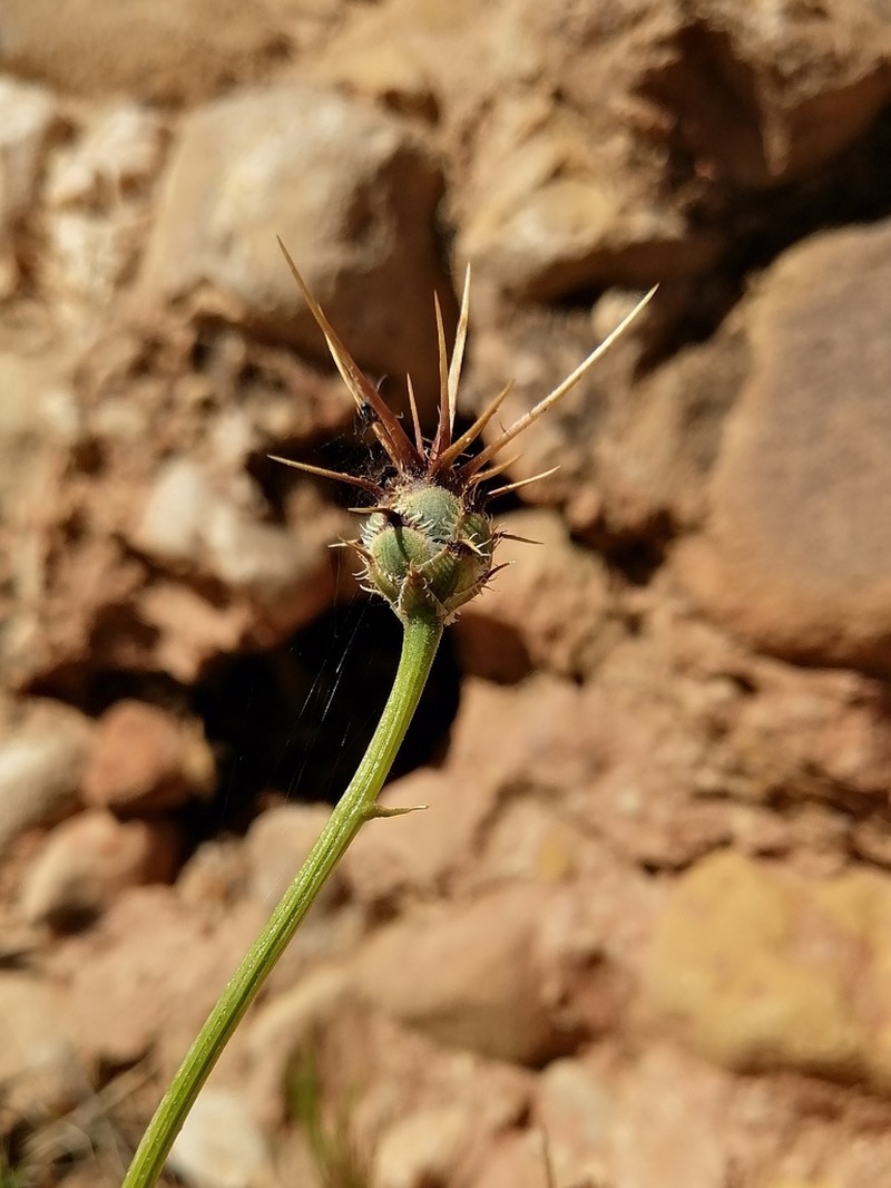 Centaurea pubescens photo 4