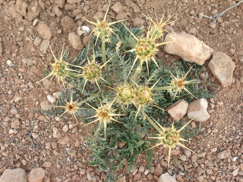 Centaurea pubescens photo 6