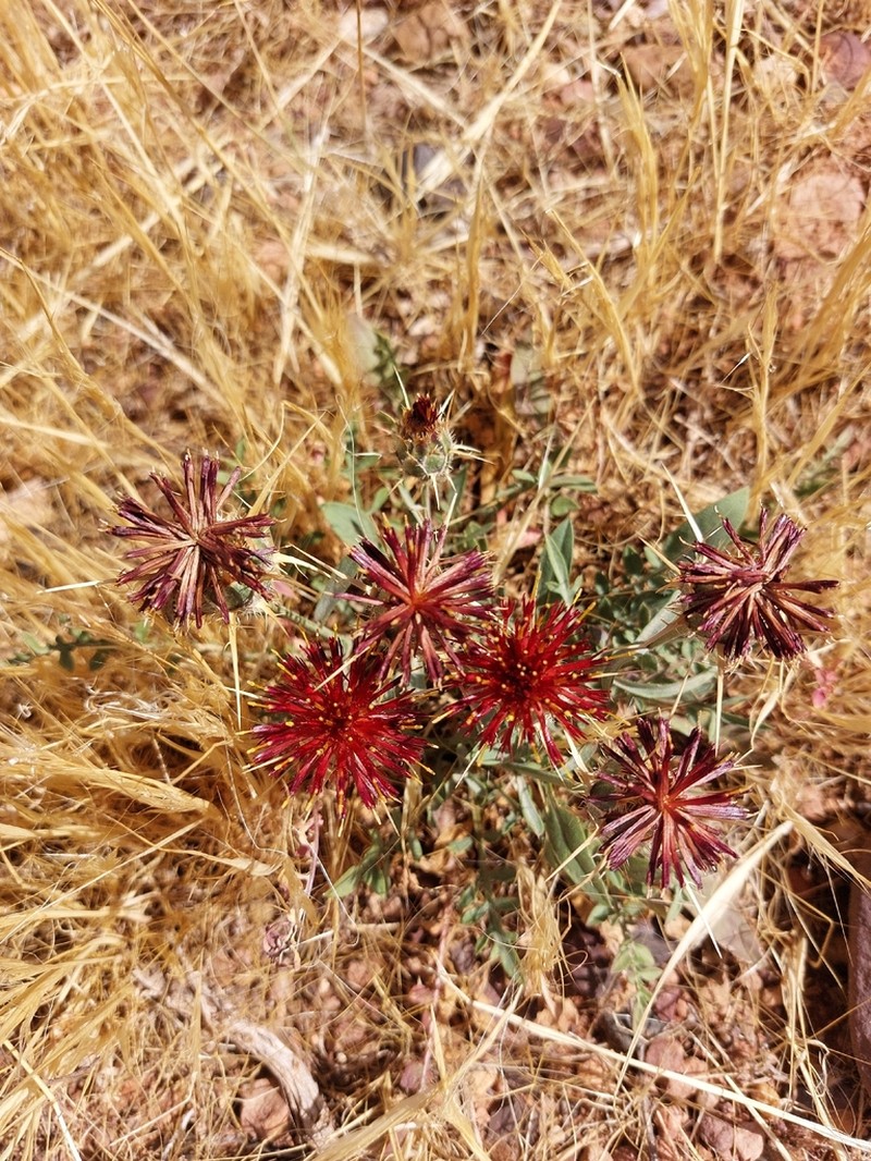 Centaurea pubescens photo 7