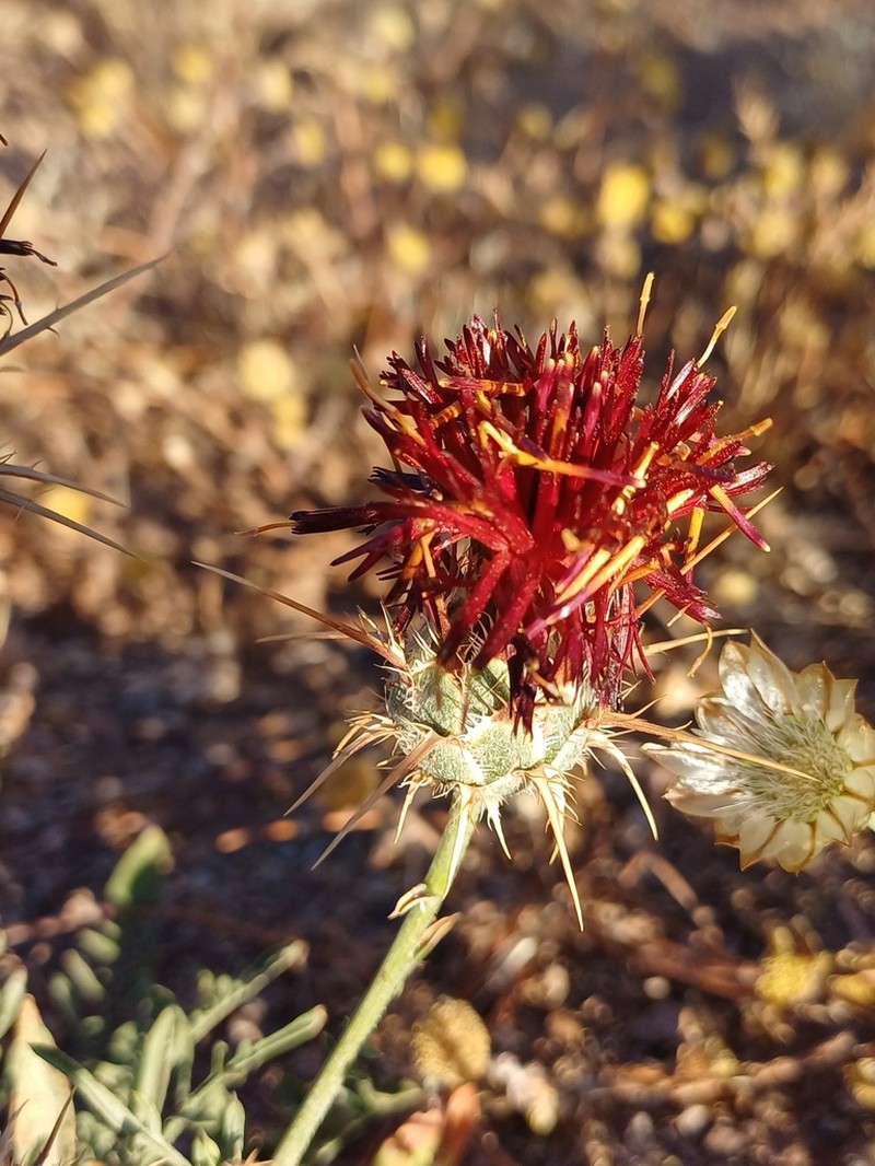 Centaurea pubescens photo 8