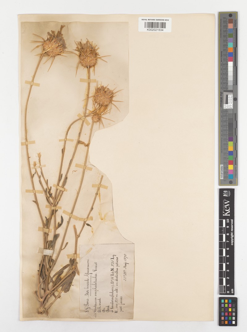 Centaurea pubescens subsp. omphalotricha