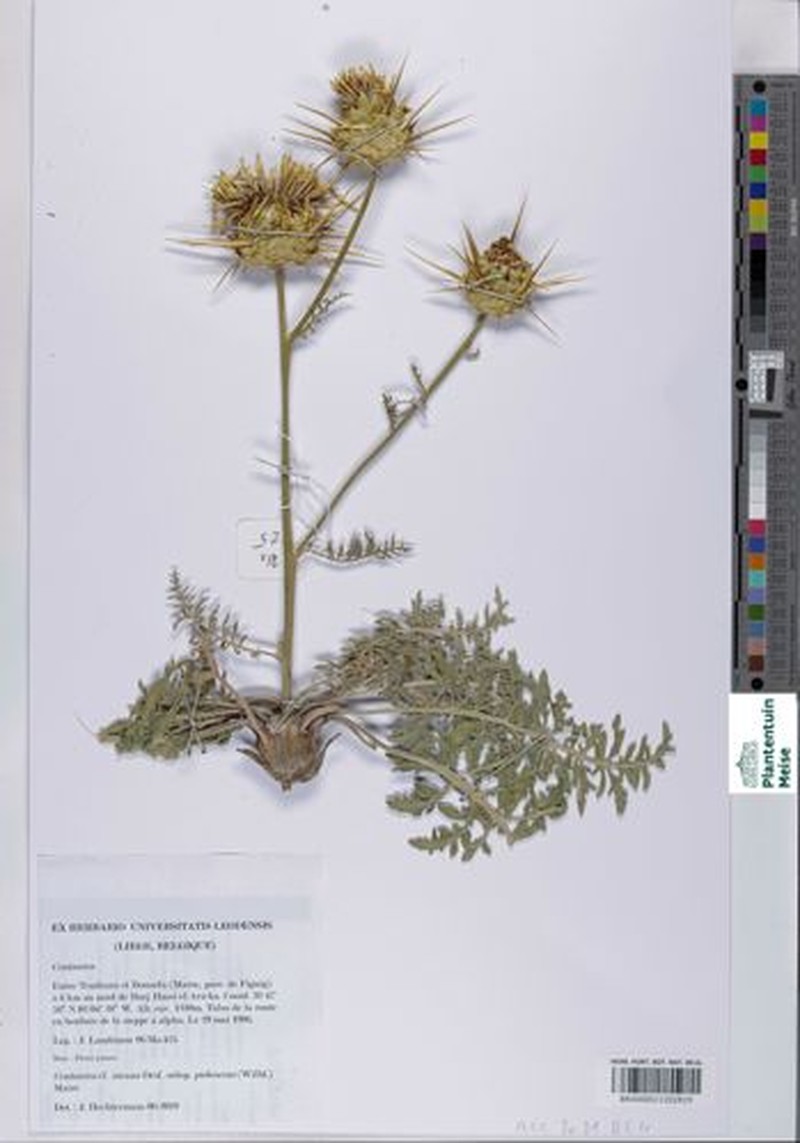 Centaurea pubescens subsp. pubescens photo 2