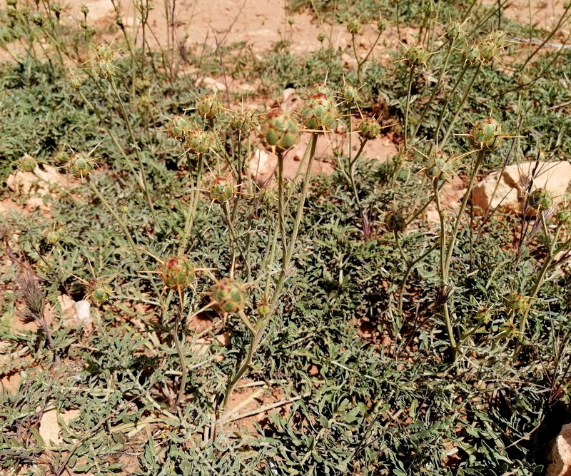 Centaurea pubescens subsp. saharae