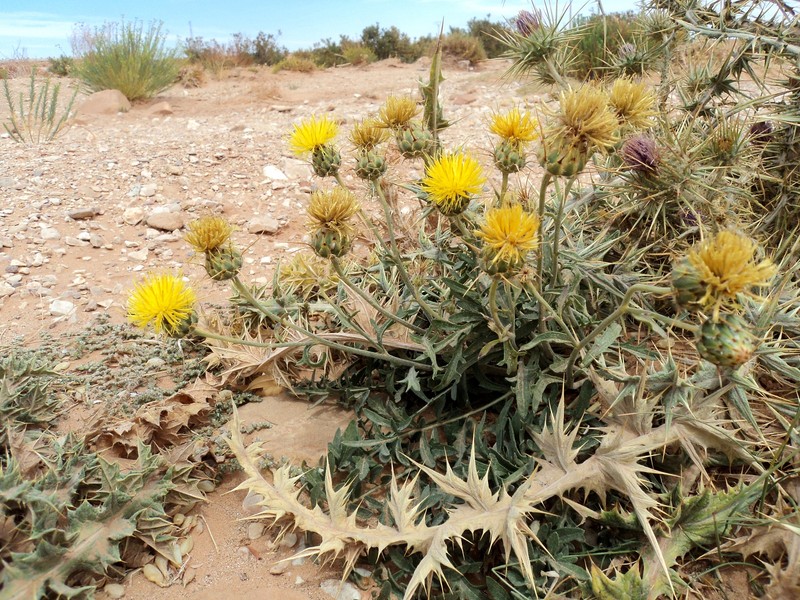Centaurea pubescens subsp. saharae photo 2