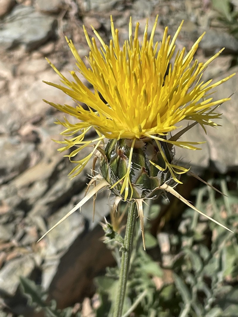 Centaurea pubescens subsp. saharae photo 3