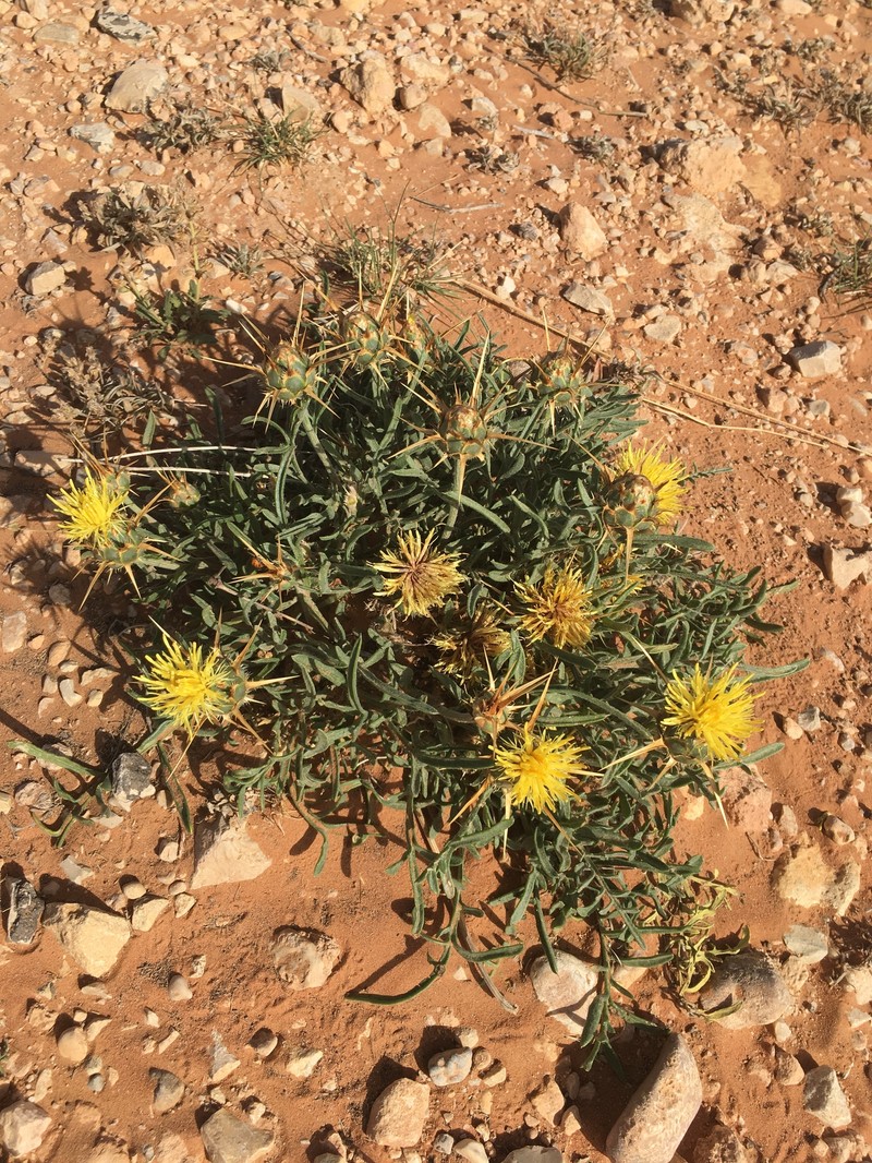 Centaurea pubescens subsp. saharae photo 4
