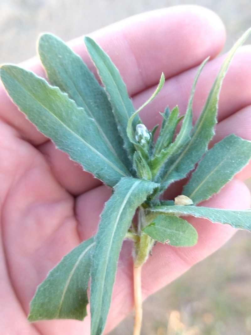 Centaurea pulchella