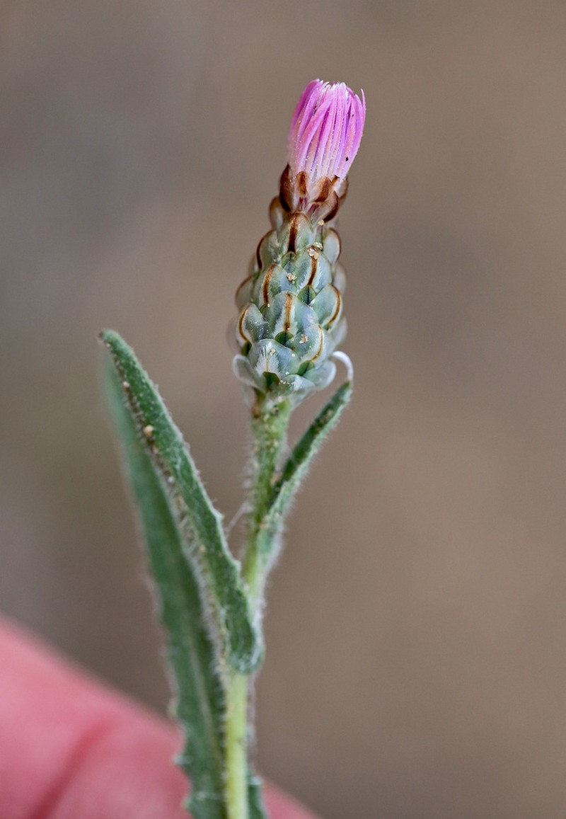 Centaurea pulchella photo 2