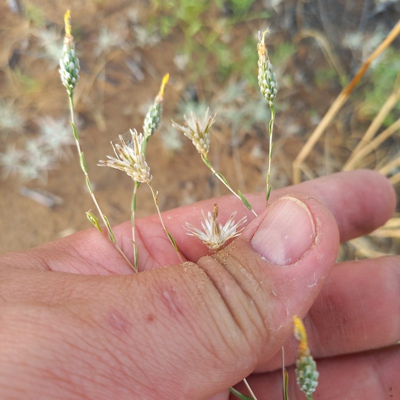 Centaurea pulchella photo 3