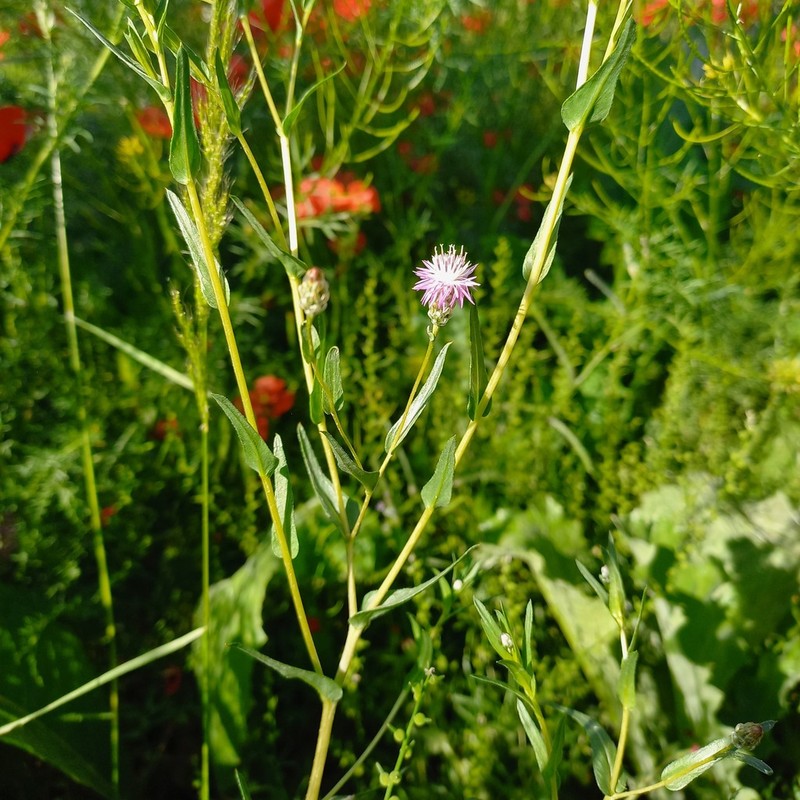 Centaurea pulchella photo 4