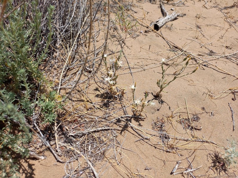Centaurea pulchella photo 5