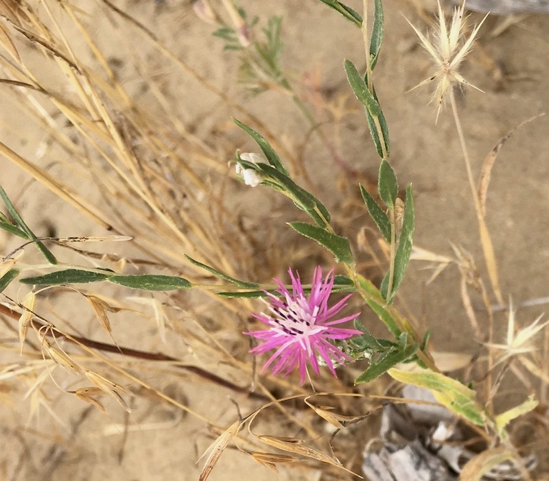 Centaurea pulchella photo 6