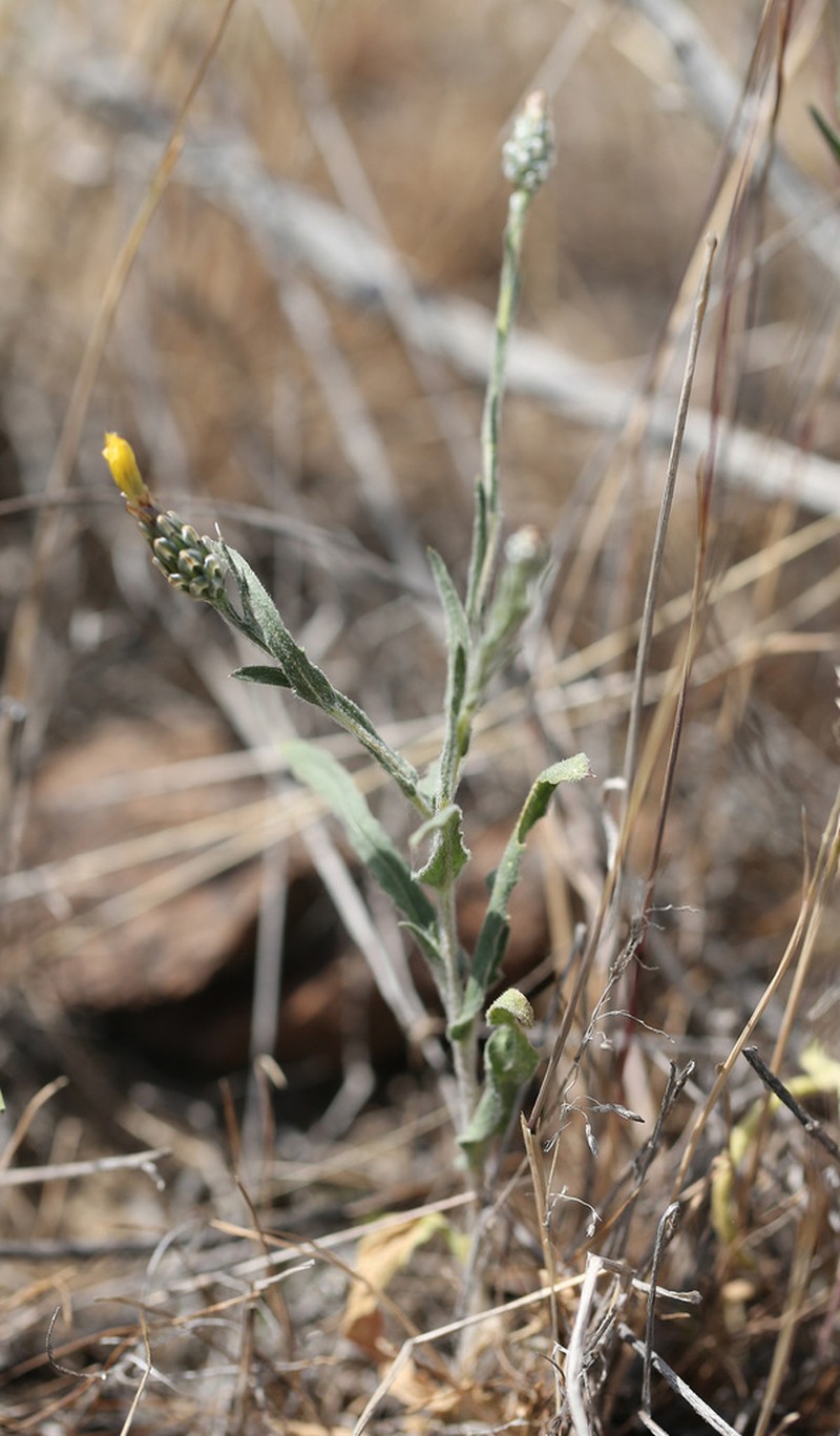 Centaurea pulchella photo 7