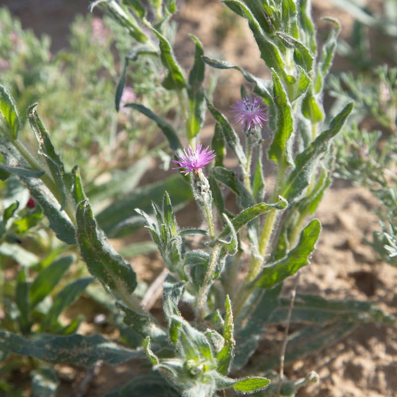 Centaurea pulchella photo 8