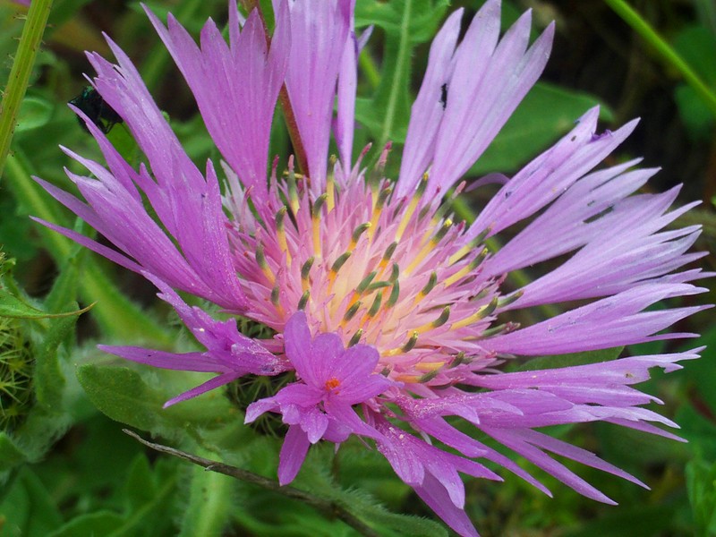 Centaurea pullata