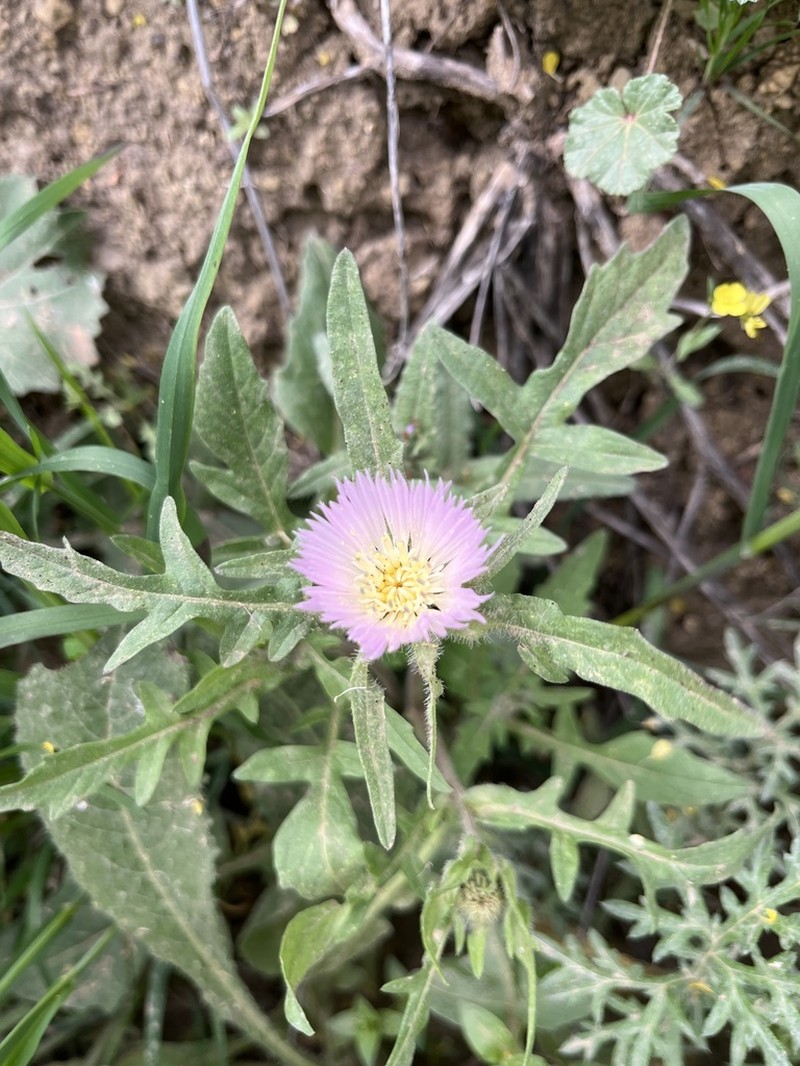 Centaurea pullata photo 2