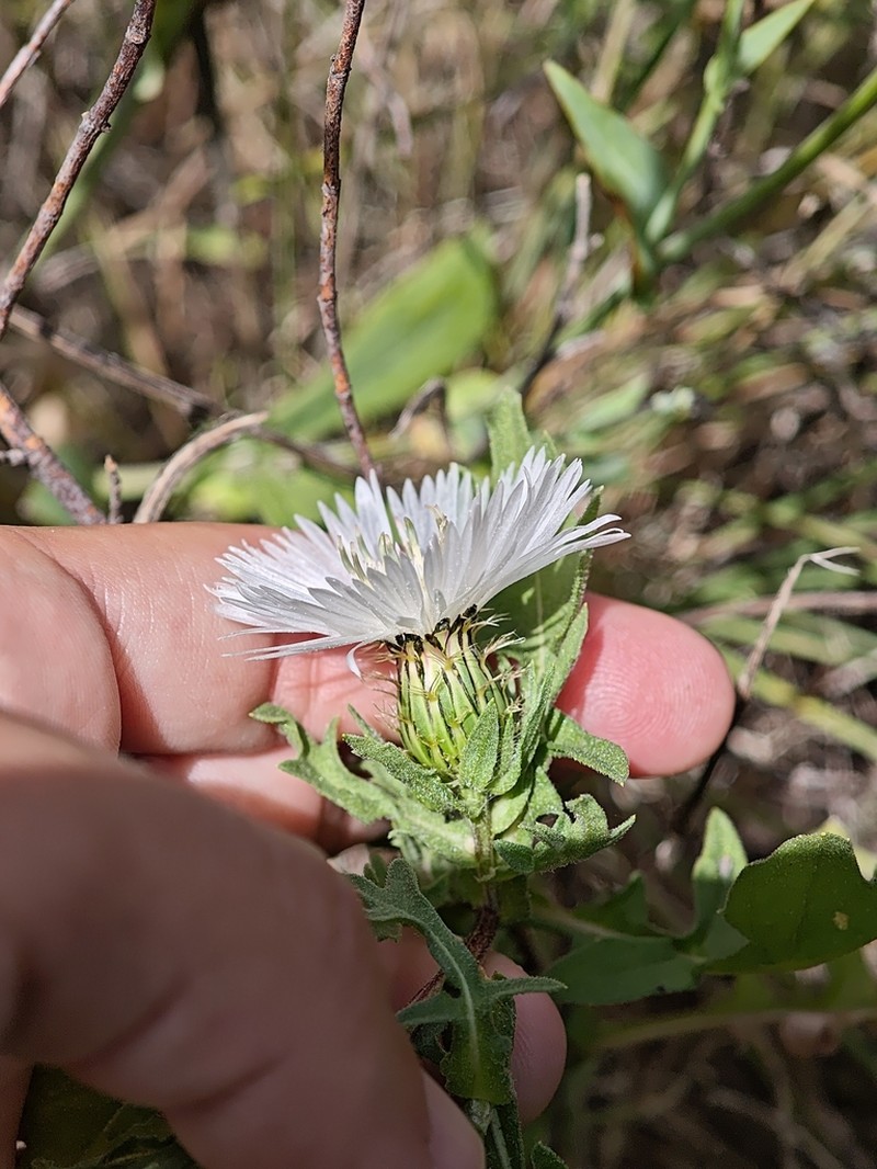 Centaurea pullata photo 3