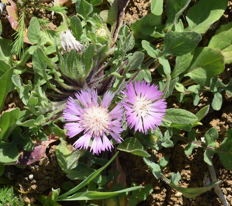 Centaurea pullata photo 4