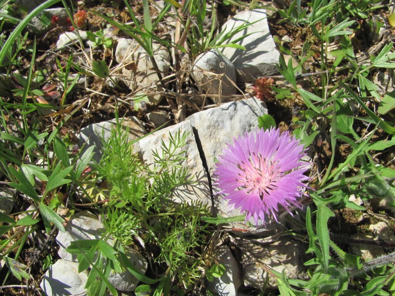 Centaurea pullata photo 5