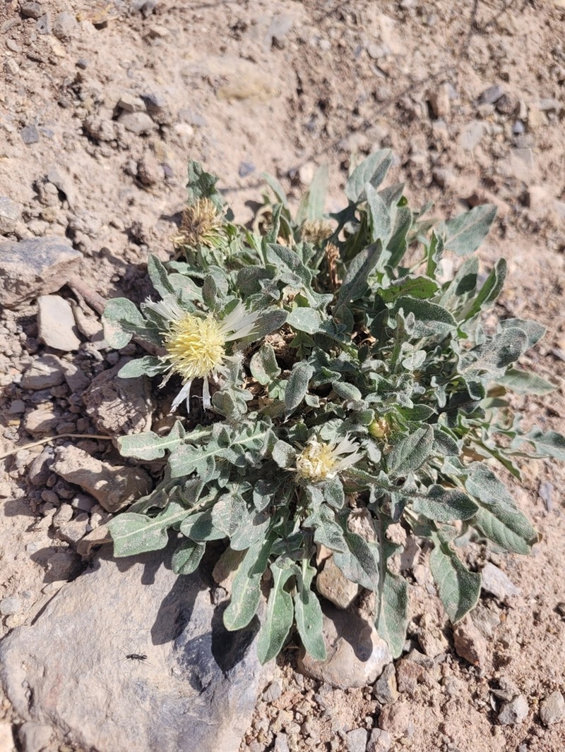 Centaurea pullata photo 6