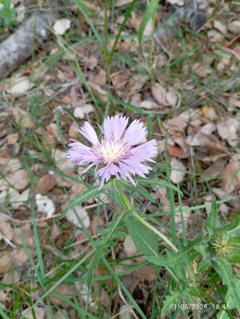 Centaurea pullata photo 7