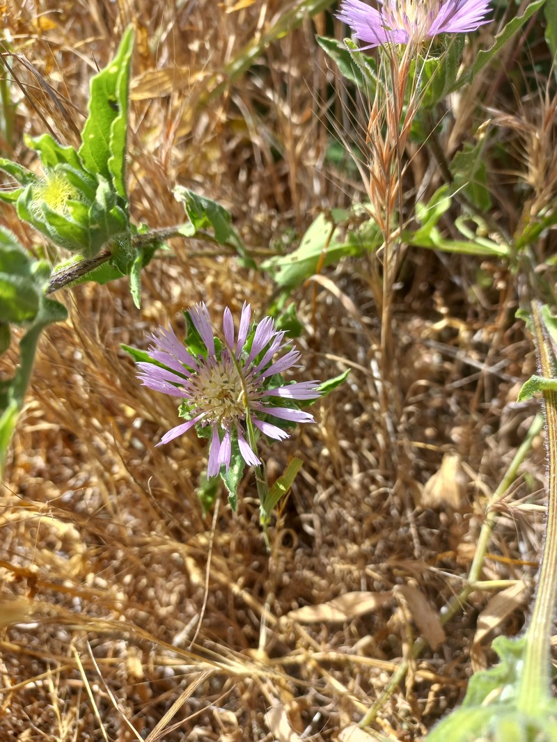Centaurea pullata subsp. baetica