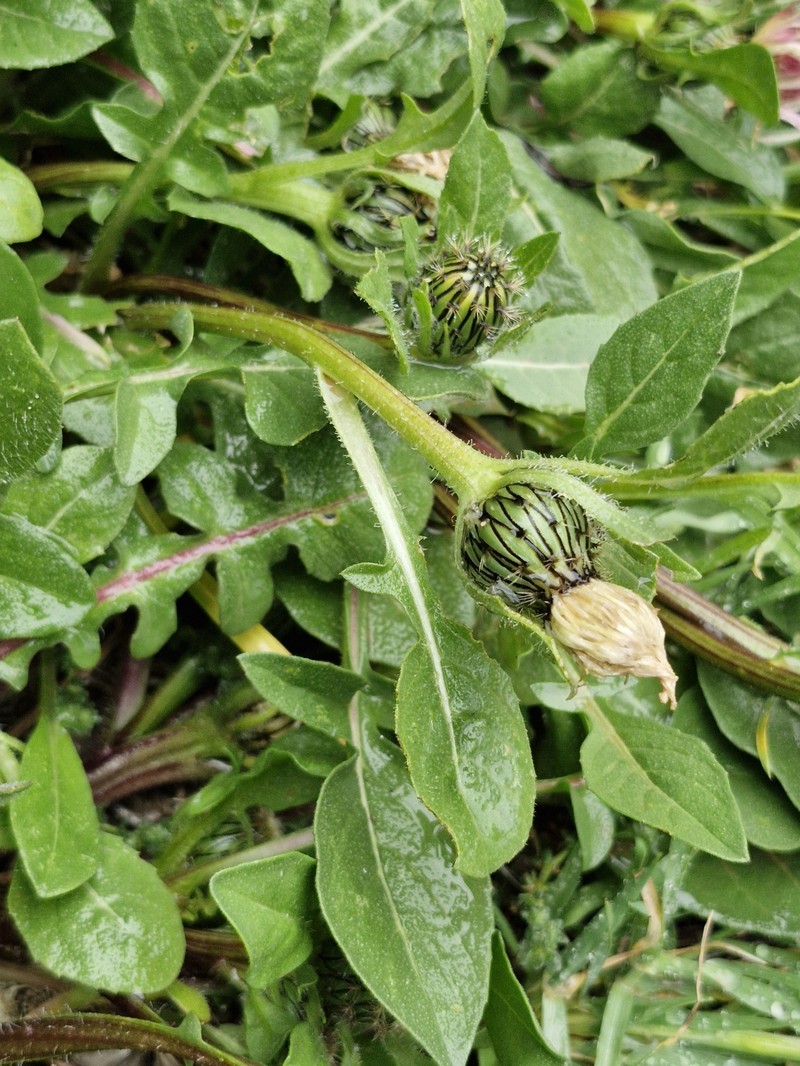 Centaurea pullata subsp. pullata