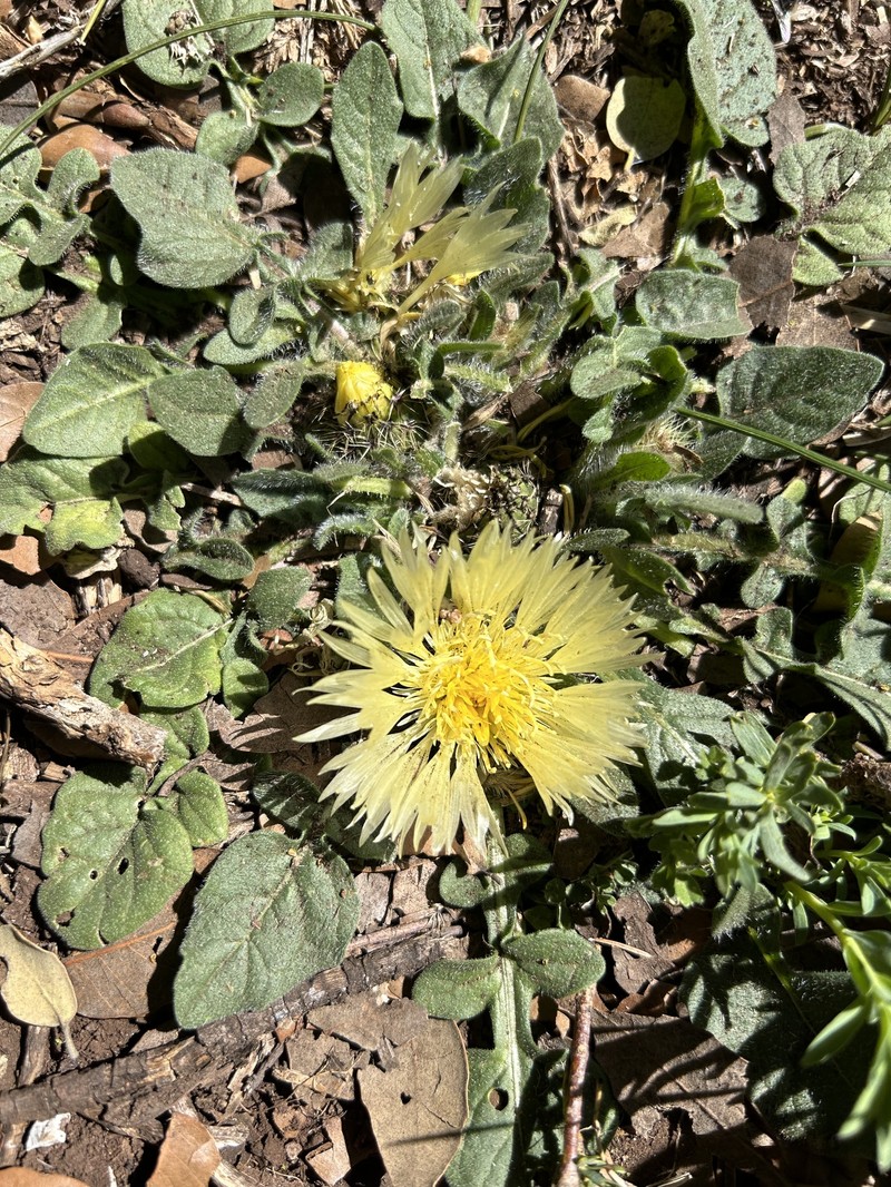 Centaurea pullata subsp. pullata photo 2