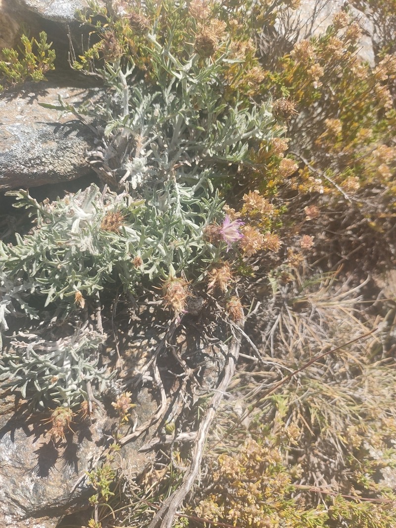 Centaurea pulvinata