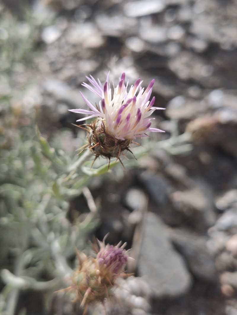 Centaurea pulvinata photo 2