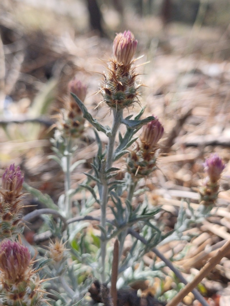 Centaurea pulvinata photo 3