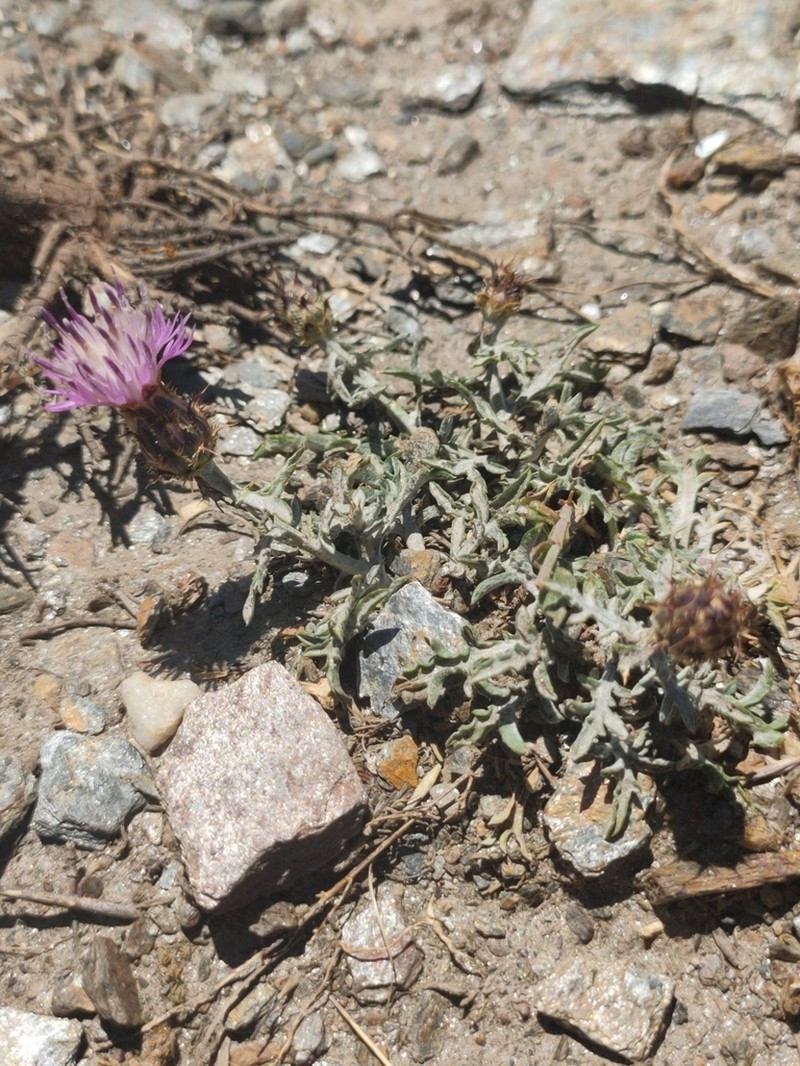 Centaurea pulvinata photo 4