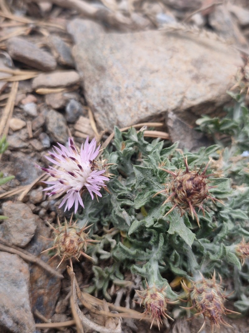 Centaurea pulvinata photo 5