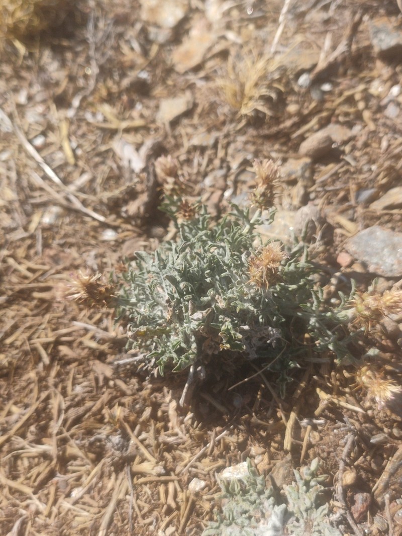 Centaurea pulvinata photo 6
